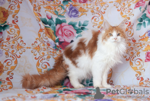 Photo №1. maine coon - for sale in the city of Ryazan | 333$ | Announcement № 7062