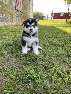 Photo №1. alaskan malamute - for sale in the city of Франкфурт-на-Майне | Is free | Announcement № 138434