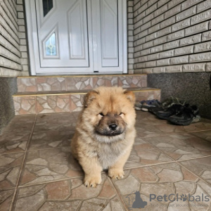 Additional photos: Male chow chow