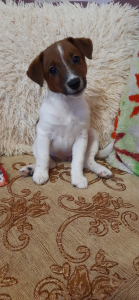 Photo №1. jack russell terrier - for sale in the city of Kirov | Negotiated | Announcement № 5468