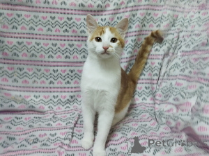 Photo №2 to announcement № 157454 for the sale of  - buy in Belarus private announcement