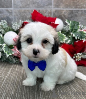 Photo №3. Adorable Male 8 weeks Coton de Tulear for sale. United States