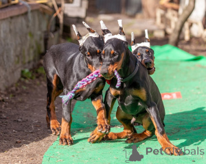 Photo №1. dobermann - for sale in the city of Bremen | 847$ | Announcement № 148995