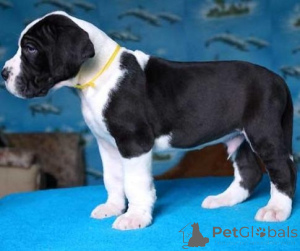 Photo №1. great dane - for sale in the city of Франкфурт-на-Майне | negotiated | Announcement № 138419