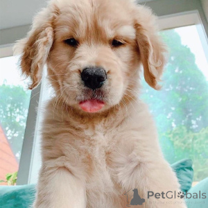 Photo №1. golden retriever - for sale in the city of Frederickshavn | 1032$ | Announcement № 167508