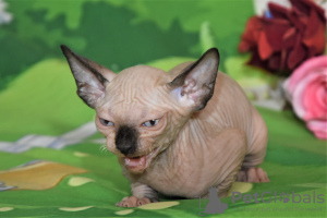 Additional photos: kittens canadian sphynx