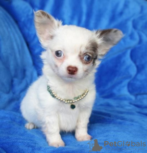 Photo №1. chihuahua - for sale in the city of Vienna | Is free | Announcement № 98098