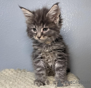 Photo №1. maine coon - for sale in the city of Berlin | 296$ | Announcement № 103759