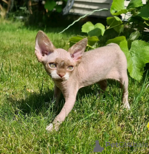 Photo №1. devon rex - for sale in the city of Helsinki | 423$ | Announcement № 114214