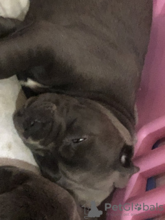 Photo №3. Prachtige cane corso puppy's. Belgium