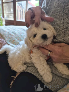 Photo №1. bichon frise - for sale in the city of Heinävesi | Is free | Announcement № 176566