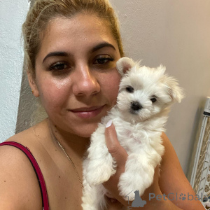 Photo №1. maltese dog - for sale in the city of Silkeborg | negotiated | Announcement № 171764