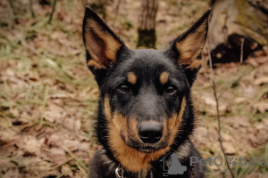 Photo №3. Charming Kumiko is looking for a home. Russian Federation