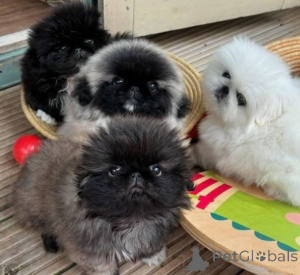 Photo №1. pekingese - for sale in the city of Graz | negotiated | Announcement № 166904
