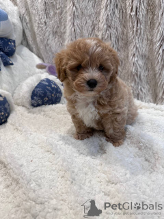 Photo №3. TERMINO maltipoo f1 min, delivery, bargaining, maltipoo f1. Ukraine