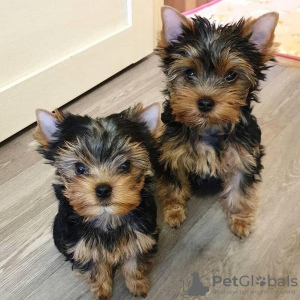 Photo №1. yorkshire terrier - for sale in the city of Munich | 280$ | Announcement № 119341