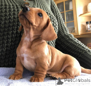 Photo №2 to announcement № 137780 for the sale of non-pedigree dogs - buy in United States breeder