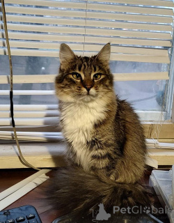 Photo №2 to announcement № 134961 for the sale of  - buy in Belarus 