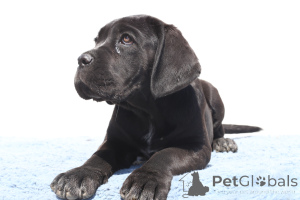 Photo №4. I will sell cane corso in the city of Buzău. breeder - price - 1600$