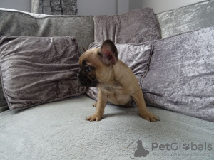 Photo №4. I will sell french bulldog in the city of Kassel. private announcement - price - 370$