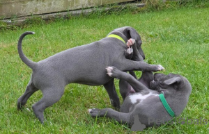 Photo №1. italian greyhound - for sale in the city of DornBirn | negotiated | Announcement № 177024