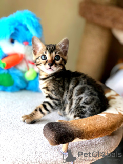 Photo №2 to announcement № 7316 for the sale of bengal cat - buy in Russian Federation from nursery, breeder