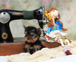 Photo №3. IN THE KENNELS & quot; SNOW CAROUSEL & quot; AVAILABLE FOR SALE PUPPY. Russian Federation