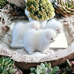 Photo №1. pomeranian - for sale in the city of Cologne | 470$ | Announcement № 166624
