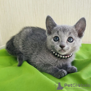 Photo №2 to announcement № 124359 for the sale of russian blue - buy in United Kingdom 