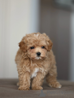 Photo №3. Fluffy Little Maltipoos Your New Best Friend Awaits!. Germany