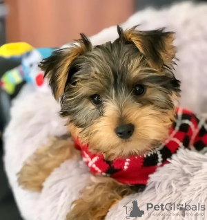 Photo №1. beaver yorkshire terrier - for sale in the city of Florida | 400$ | Announcement № 127301