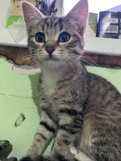 Photo №1.  - for sale in the city of Moscow river | Is free | Announcement № 156080