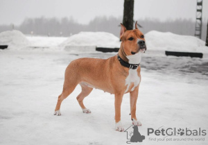 Additional photos: American Staffordshire Terrier