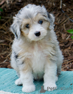 Photo №1. australian shepherd - for sale in the city of Gann. Munden | 310$ | Announcement № 174956