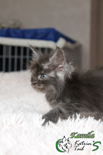 Photo №2 to announcement № 6555 for the sale of maine coon - buy in Russian Federation private announcement, from nursery, breeder