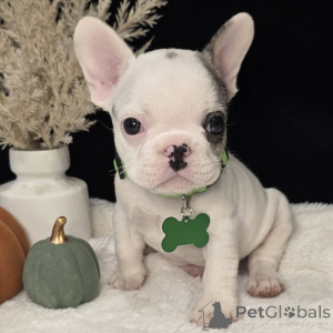 Photo №1. french bulldog - for sale in the city of Inch Beach | negotiated | Announcement № 157836