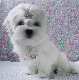 Photo №2 to announcement № 17845 for the sale of maltese dog - buy in Ukraine from nursery