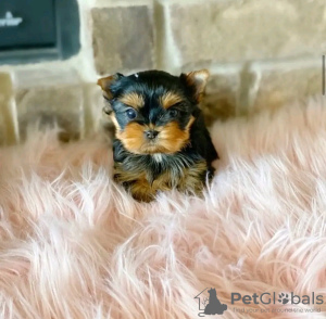 Photo №2 to announcement № 114203 for the sale of yorkshire terrier - buy in Finland private announcement, breeder