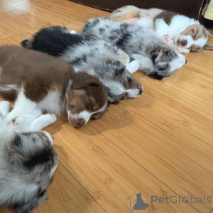 Photo №2 to announcement № 157515 for the sale of australian shepherd - buy in Germany private announcement