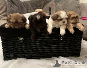 Photo №1. shih tzu - for sale in the city of Berlin | Is free | Announcement № 103515