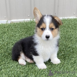 Photo №1. welsh corgi - for sale in the city of Vilnius | negotiated | Announcement № 175934