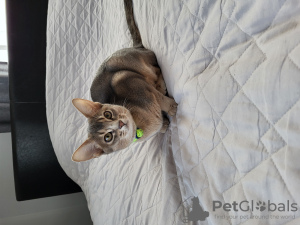 Additional photos: Purebred Abyssinian kitty with fresh blood lines for breeding (WCF)
