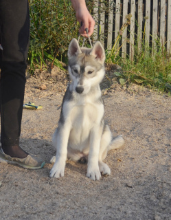 Photo №1. siberian husky - for sale in the city of Permian | 195$ | Announcement № 3650