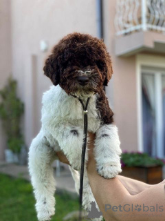 Photo №4. I will sell lagotto romagnolo in the city of Kragujevac.  - price - negotiated