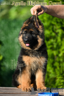 Photo №1. german shepherd - for sale in the city of Odessa | 600$ | Announcement № 12121