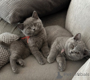 Photo №1. british shorthair - for sale in the city of IRTHLINGBORUGH | negotiated | Announcement № 173833