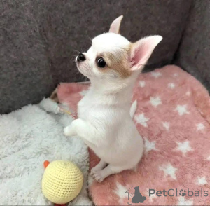 Photo №2 to announcement № 163572 for the sale of  - buy in Canada 