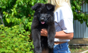 Photo №3. German shepherd puppies, girl and boy, with documents, stigma, video, delivery. Ukraine