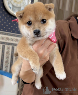 Photo №1. shiba inu - for sale in the city of Limerick | negotiated | Announcement № 97426