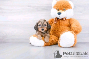 Photo №2 to announcement № 132225 for the sale of dachshund - buy in United States breeder